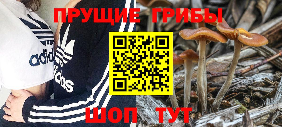 Галлюциногенные грибы Cubensis  Вход с VPN  Волхов 